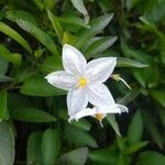 Solanum laxum flower picture by Rincón Chacon David Manuel (cc-by-sa)