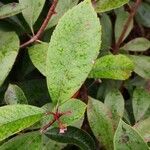 Photinia serratifolia leaf picture by Dieter Albrecht (cc-by-sa)