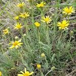 Senecio ceratophylloides habit picture by Trap Hers (cc-by-sa)