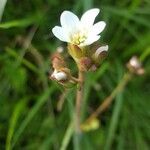 Saxifraga pubescens flower picture by Martine Laviron (cc-by-sa)