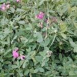 Lathyrus tuberosus habit picture by Андрей Кураков (cc-by-sa)