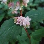 Symphoricarpos albus flower picture by Catalin Gruia (cc-by-sa)