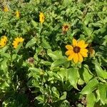 Helianthus debilis leaf picture by Collados Ana (cc-by-sa)