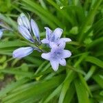 Hyacinthoides hispanica flower picture by Cyril SAINT VANNE (cc-by-sa)