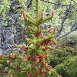 Picea abies flower picture by Margot PIERRE BESCO (cc-by-sa)