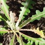 Sonchus canariensis leaf picture by Marie-Odile SMIT (cc-by-sa)