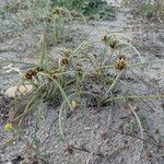 Cyperus capitatus habit picture by Sylvain Piry (cc-by-sa)