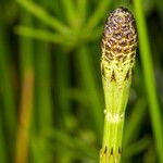 Equisetum palustre fruit picture by Martin Bishop (cc-by-sa)