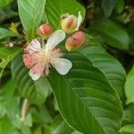 Psidium guajava flower picture by Planter King (cc-by-sa)