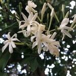 Jasminum grandiflorum flower picture by Jamal Alvi (cc-by-sa)