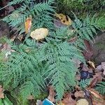 Asplenium onopteris habit picture by Yoan MARTIN (cc-by-sa)