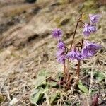 Soldanella alpina habit picture by Guy DR (cc-by-sa)