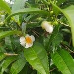 Camellia sinensis flower picture by Guillaume Barret (cc-by-sa)