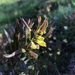 Melampyrum pratense flower picture by Schermer Pim (cc-by-sa)