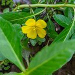 Ludwigia peploides flower picture by Roldan Carlos (cc-by-sa)