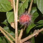 Sloanea rugosa fruit picture by Nelson Zamora Villalobos (cc-by-nc)