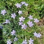 Linum alpinum habit picture by Béatrice Escande (cc-by-sa)