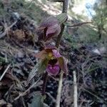 Epipactis kleinii flower picture by Manolo García (cc-by-sa)