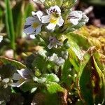 Euphrasia hirtella habit picture by Denis Bastianelli (cc-by-sa)