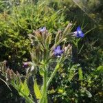 Anchusa azurea flower picture by Daskalantonakis Manolis (cc-by-sa)