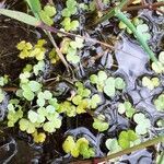 Ranunculus omiophyllus leaf picture by Robert Devoy (cc-by-sa)