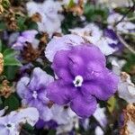 Brunfelsia pauciflora flower picture by Cionek Christiane (cc-by-sa)