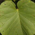 Ipomoea philomega leaf picture by Nelson Zamora Villalobos (cc-by-nc)