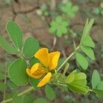 Senna tora flower picture by Sudhanshu Kumar (cc-by-sa)