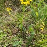 Jacobaea aquatica habit picture by Patrice Bracquart (cc-by-sa)