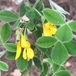 Cytisus villosus flower picture by Pascal Boez (cc-by-sa)