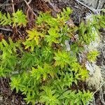 Hubertia ambavilla leaf picture by matthieu scuiller (cc-by-sa)