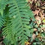 Polypodium vulgare leaf picture by David Nabergoj (cc-by-sa)