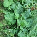 Arctium minus habit picture by Profi Felix (cc-by-sa)