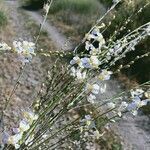 Crambe filiformis flower picture by Perez Jose (cc-by-sa)