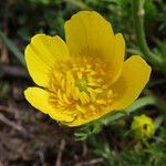 Ranunculus millefoliatus flower picture by Emanuele Santarelli (cc-by-sa)