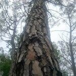 Pinus pinea habit picture by Philippe Macquet (cc-by-sa)