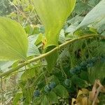 Polygonatum multiflorum fruit picture by Jacopo Pizzetti (cc-by-sa)