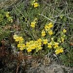 Euphrasia subexserta habit picture by Daniel Barthelemy (cc-by-nc)