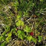 Rubus arcticus habit picture by Ryan (cc-by-sa)