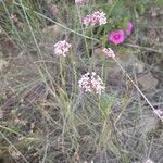 Asperula hirsuta flower picture by Vera Noe (cc-by-sa)