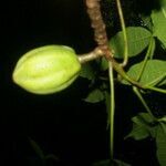 Jacaratia dolichaula fruit picture by Nelson Zamora Villalobos (cc-by-nc)