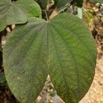 Bauhinia purpurea leaf picture by Prasanta Hembram (cc-by-sa)