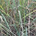 Phalaris coerulescens leaf picture by Monteiro Henrique (cc-by-sa)