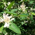 Lonicera tatarica flower picture by Christoph Burmeister (cc-by-sa)