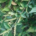 Acalypha siamensis flower picture by pratiwir pratiwir (cc-by-sa)