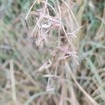 Festuca glauca fruit picture by gennaro musella (cc-by-sa)