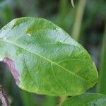 Mussaenda arcuata leaf picture by J. Champ (cc-by-sa)