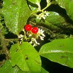 Ardisia guianensis flower picture by Nelson Zamora Villalobos (cc-by-nc)