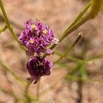 Polygala longicaulis flower picture by Denis Bastianelli (cc-by-sa)