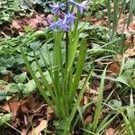 Hyacinthus orientalis flower picture by Mayumi (cc-by-sa)